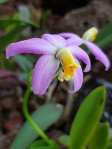 Cattleya longipes