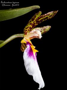 Trichocentrum tigrinum