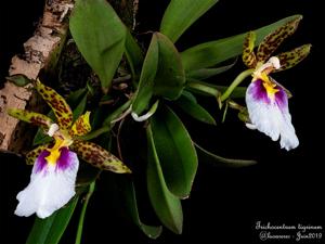 Trichocentrum tigrinum