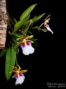 Trichocentrum tigrinum