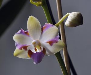 Phalaenopsis pulcherrima