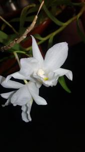 Dendrobium spathilingue