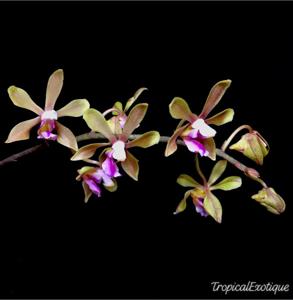 Phalaenopsis honghenensis