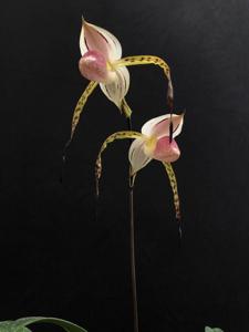 Paphiopedilum stonei