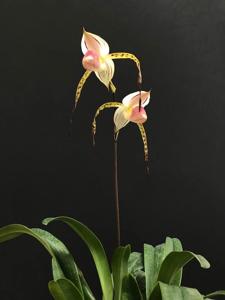 Paphiopedilum stonei