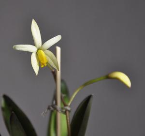 Cattleya fournieri