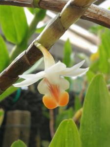Dendrobium lohokii