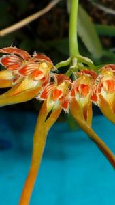 Bulbophyllum setaceum