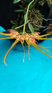 Bulbophyllum setaceum