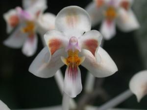 Phalaenopsis celebensis