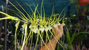 Brassia verrucosa