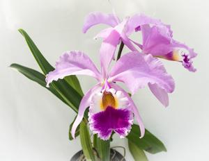 Cattleya gaskelliana