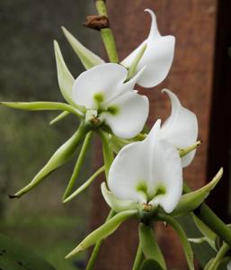 Angraecum eburneum