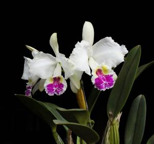 Cattleya lueddemanniana