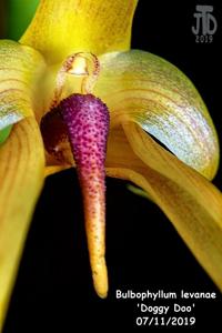 Bulbophyllum levanae