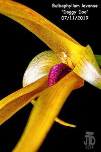 Bulbophyllum levanae