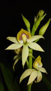 Prosthechea cochleata