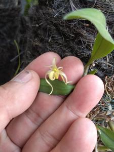 Dendrobium chrysotropis