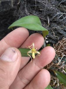 Dendrobium chrysotropis