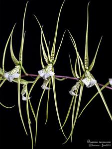 Brassia verrucosa