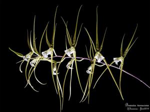 Brassia verrucosa