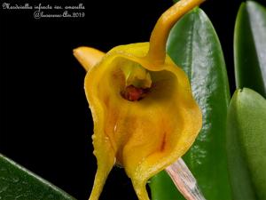 Masdevallia infracta