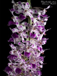 Rhynchostylis retusa