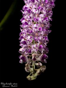 Rhynchostylis retusa