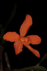 Neocogniauxia monophylla