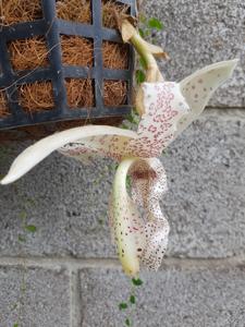 Stanhopea haseloffiana