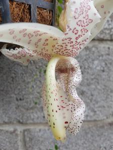 Stanhopea haseloffiana