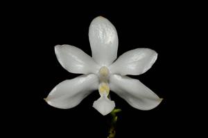 Phalaenopsis pulchra