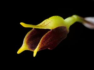 Masdevallia pyxis