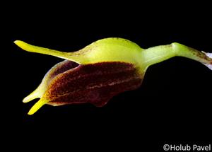 Masdevallia pyxis