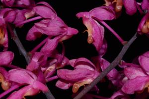 Renanthera caloptera