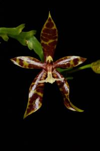 Phalaenopsis pantherina