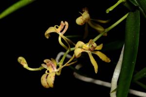 Renanthera histrionica