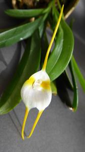 Masdevallia mejiana