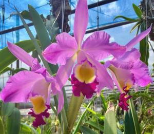 Cattleya wallisii