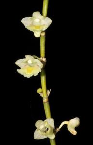 Dendrobium acinaciforme