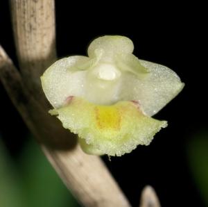 Dendrobium acinaciforme