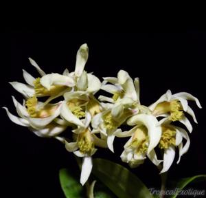 Dendrobium garrettii