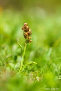 Dactylorhiza viridis