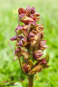 Dactylorhiza viridis