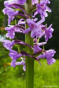 Gymnadenia densiflora