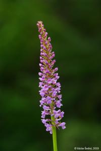 Gymnadenia densiflora