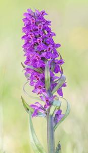 Dactylorhiza majalis