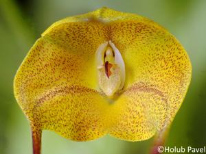 Masdevallia triangularis