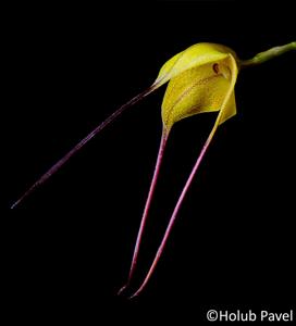 Masdevallia triangularis