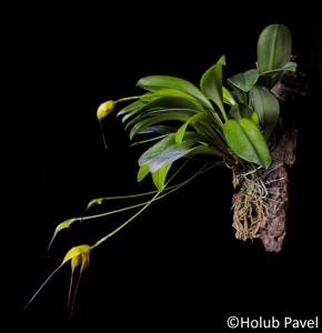 Masdevallia triangularis